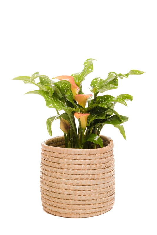 The Honey Handwoven Palm Leaf planter basket