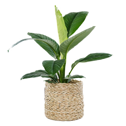 The Oatie Handwoven Palm Leaf Basket