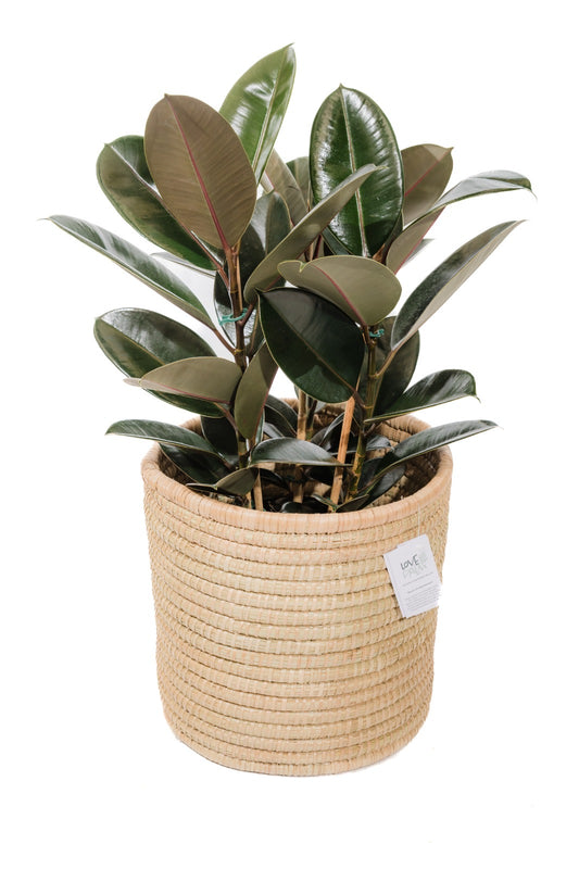 The Honey Handwoven Palm Leaf planter basket