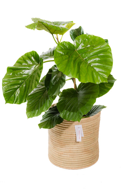 The Honey Handwoven Palm Leaf planter basket