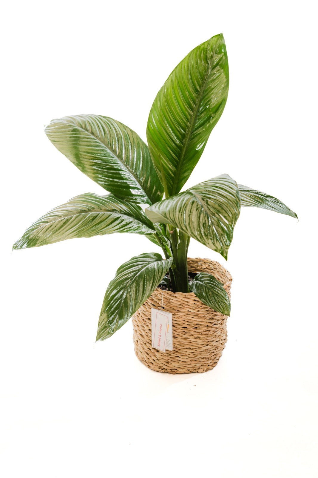 The Oatie Handwoven Palm Leaf Basket