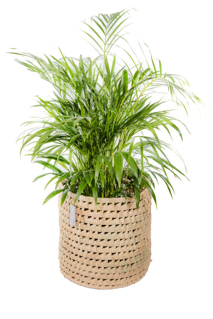 The Cinnamon Handwoven Palm Leaf Baskets